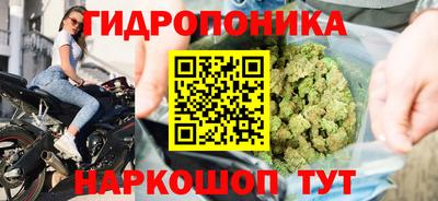 шишки Гатчина